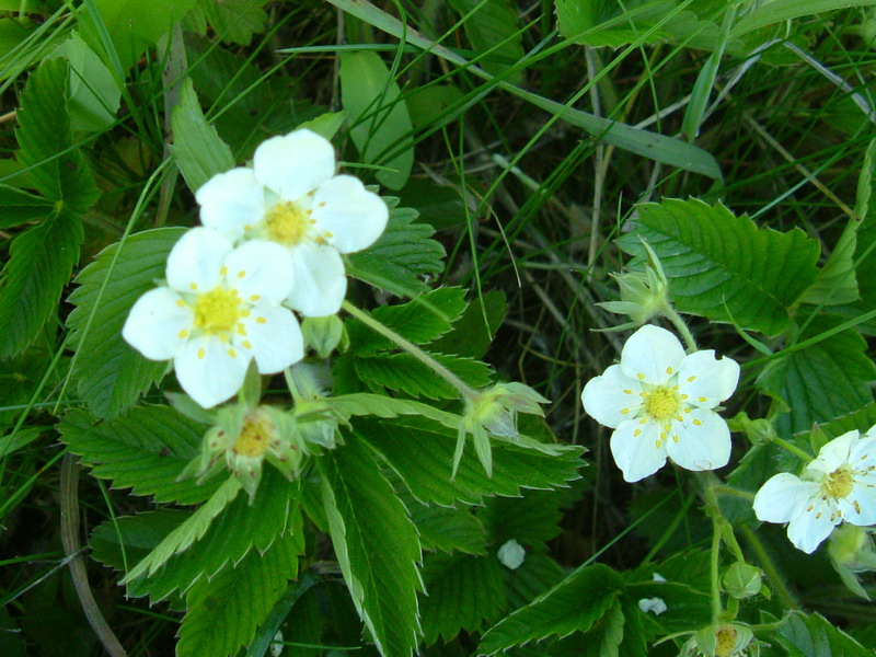 Fragaria vesca - fragola